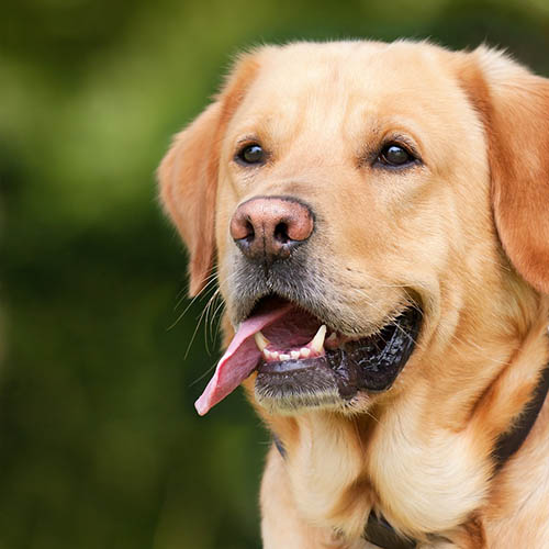  un chiot soin pharmacie Levesque