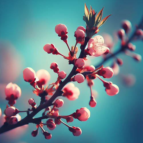 Gemmothérapie herboristerie Caen